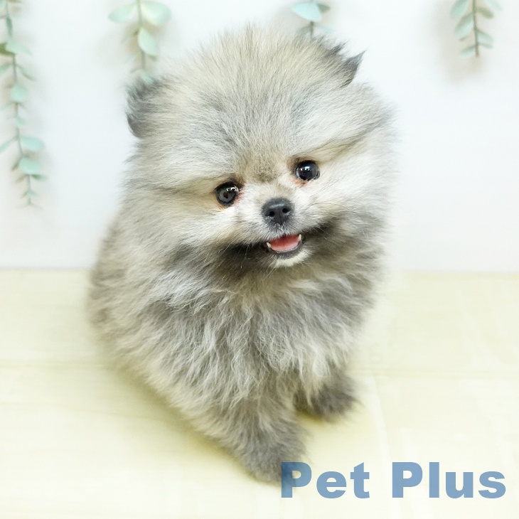ポメラニアンの写真2
