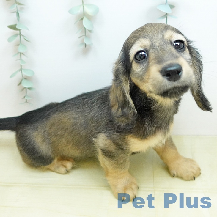 福島県のカニンヘンダックスフンド(ロング) (ペットプラス イオンタウン郡山店/2026年2月20日生まれ/男の子/シェーデットイエロー)の子犬