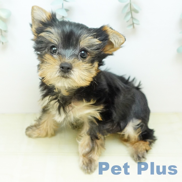 東京都のヨークシャーテリア (ペットプラス アクアシティお台場店/2026年2月16日生まれ/男の子/スチールブルータン)の子犬の1枚目の画像
