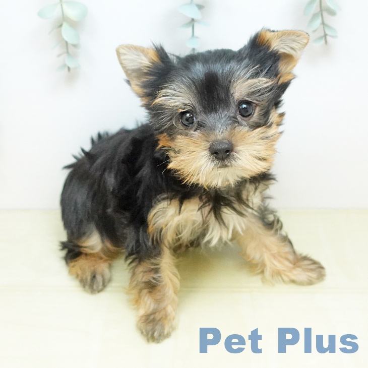 東京都のヨークシャーテリア (ペットプラス アクアシティお台場店/2026年2月16日生まれ/男の子/スチールブルータン)の子犬の2枚目の画像