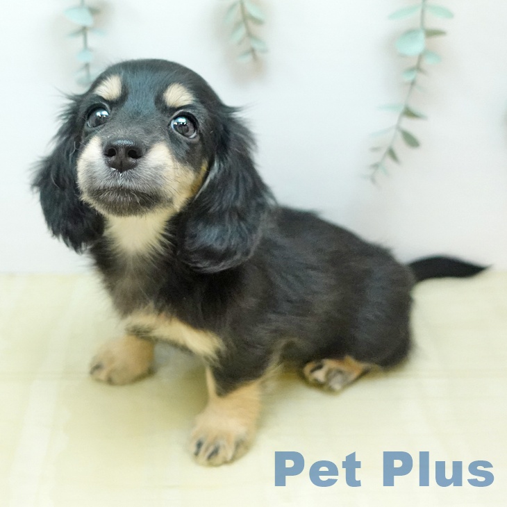 ミニチュア・ダックスフンド