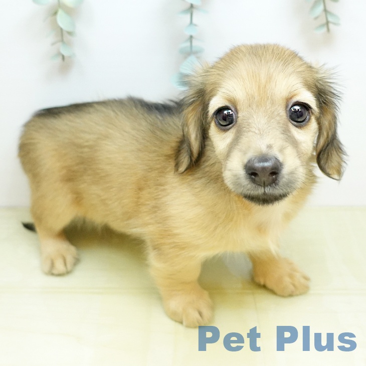 ミニチュア・ダックスフンドの写真2