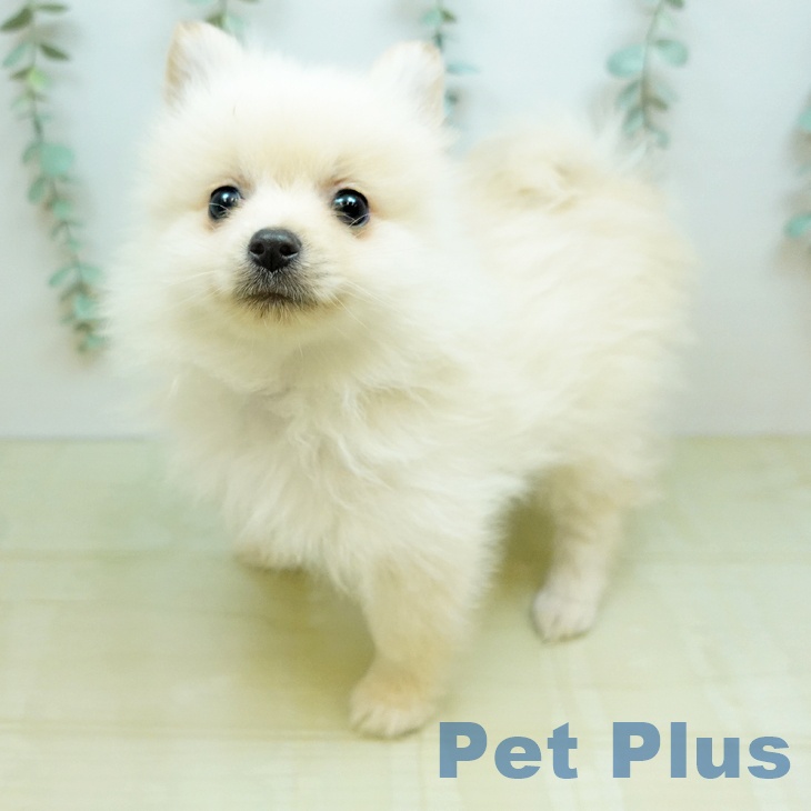 ポメラニアンの写真2