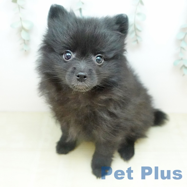 徳島県のポメラニアン (ペットプラス 徳島店/2026年2月20日生まれ/女の子/ブラック)の子犬の1枚目の画像