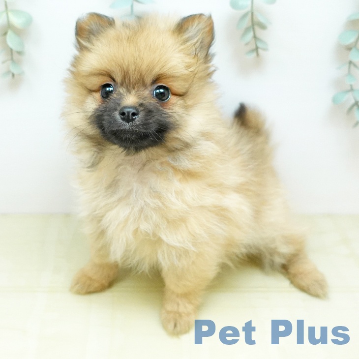 ポメラニアンの写真2