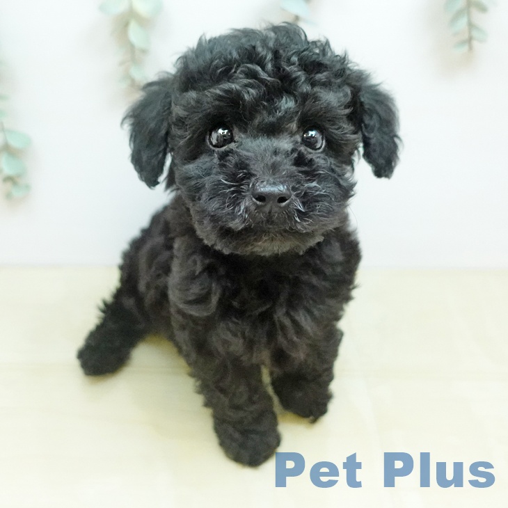 千葉県のトイプードル(トイ) (ペットプラス 幕張新都心店/2026年2月17日生まれ/男の子/ブラック)の子犬の1枚目の画像