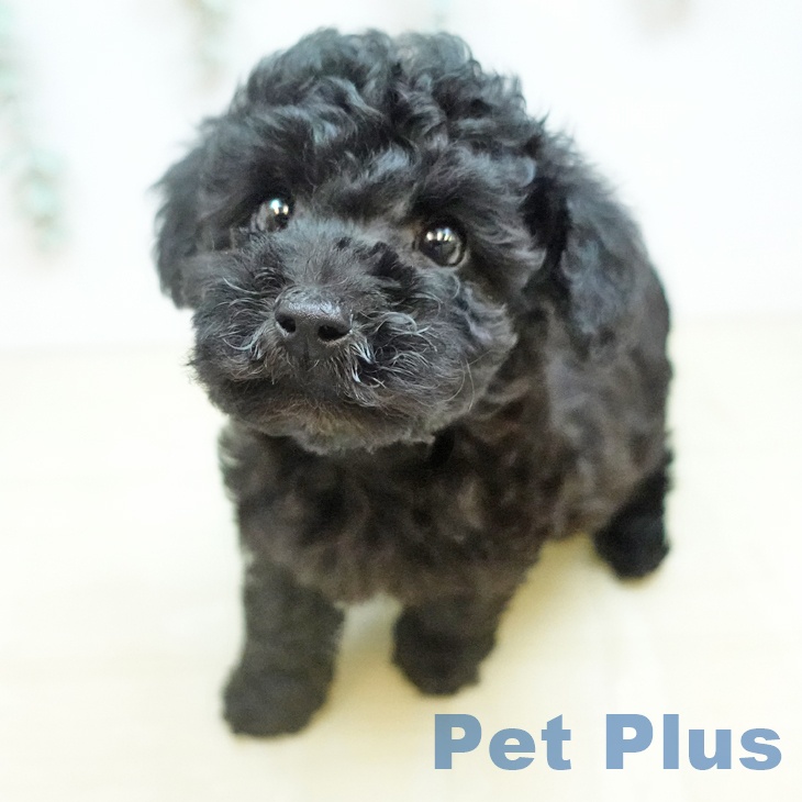 千葉県のトイプードル(トイ) (ペットプラス 幕張新都心店/2026年2月17日生まれ/男の子/ブラック)の子犬の2枚目の画像