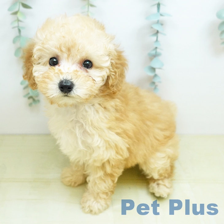 トイ・プードルの写真1