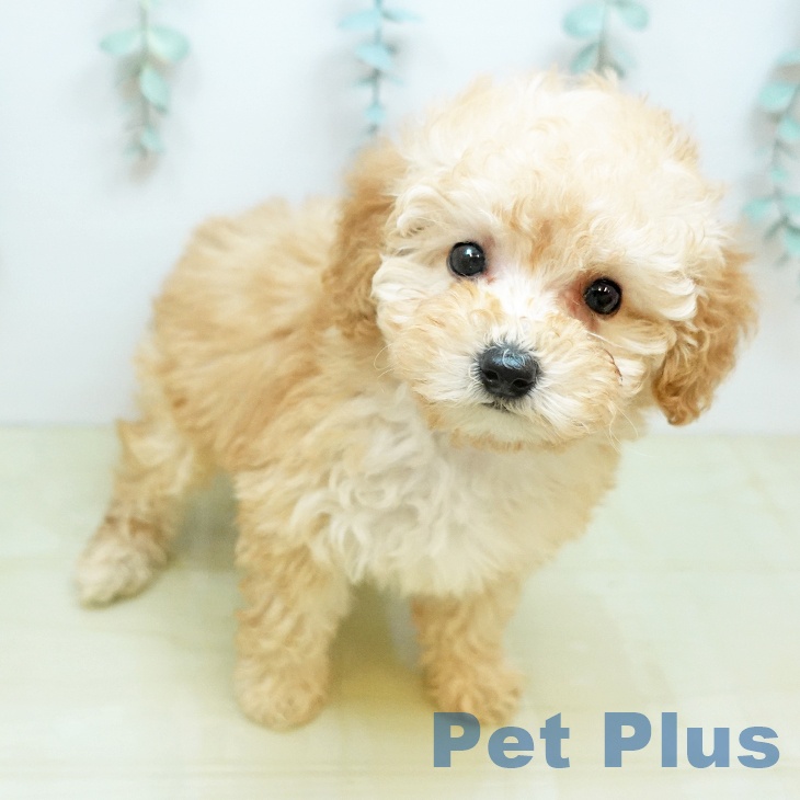トイ・プードルの写真2