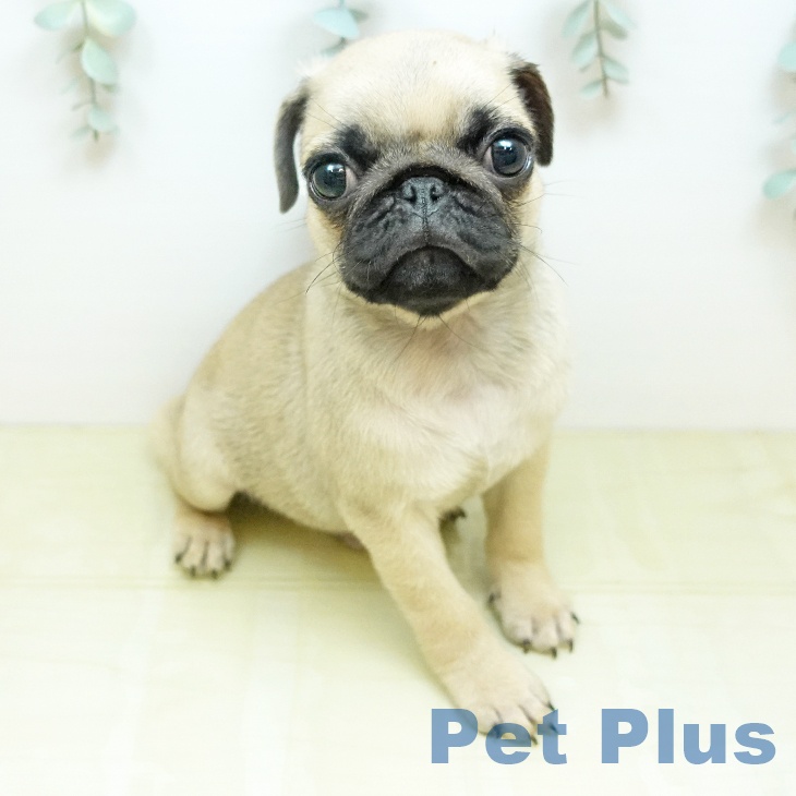 千葉県のパグ (ペッツワン 千葉ニュータウン店/2026年2月17日生まれ/男の子/フォーン)の子犬の1枚目の画像