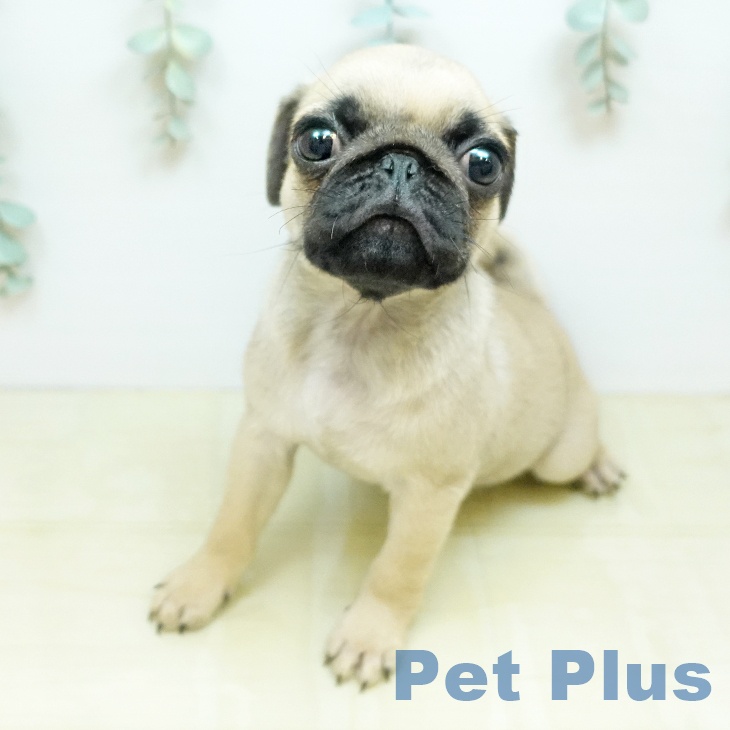 千葉県のパグ (ペッツワン 千葉ニュータウン店/2026年2月17日生まれ/男の子/フォーン)の子犬の2枚目の画像