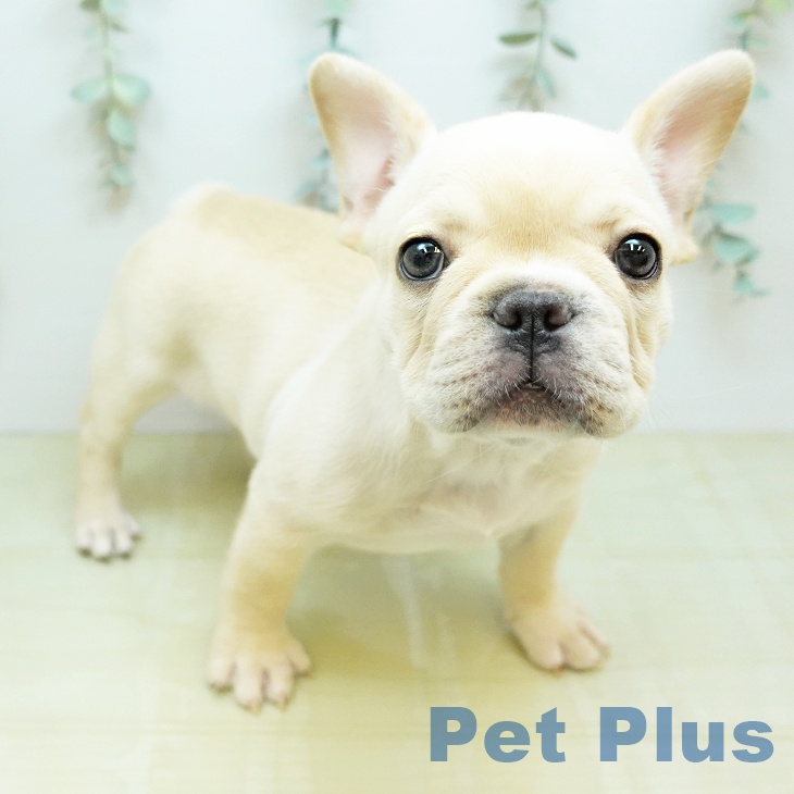 フレンチ・ブルドッグ