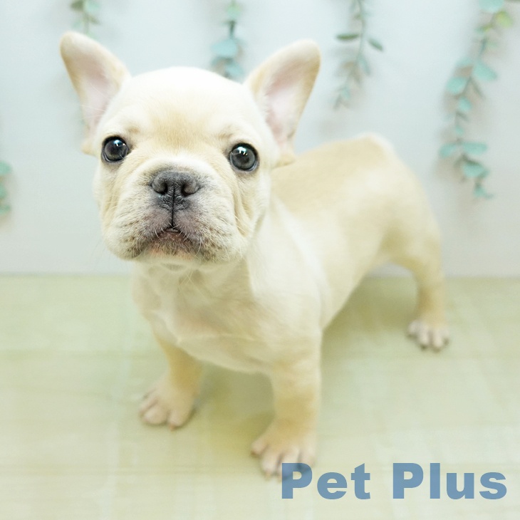 フレンチ・ブルドッグ