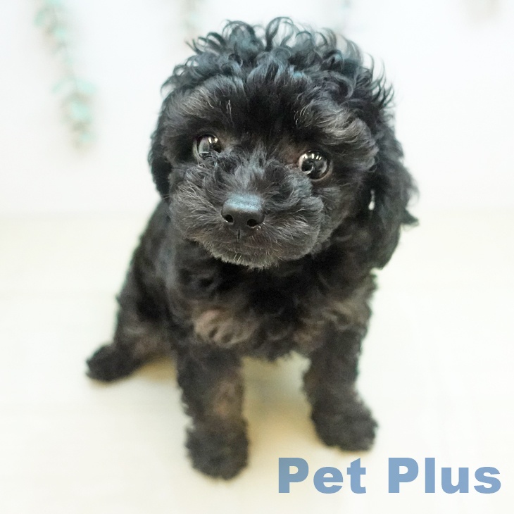 トイ・プードル