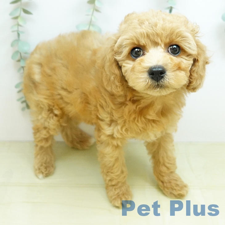 トイ・プードル