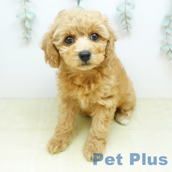 トイ・プードルの写真2