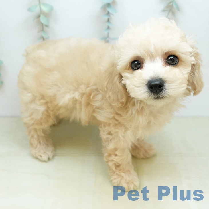 徳島県のトイプードル(トイ) (ペットプラス 徳島店/2026年2月19日生まれ/男の子/クリーム)の子犬の1枚目の画像
