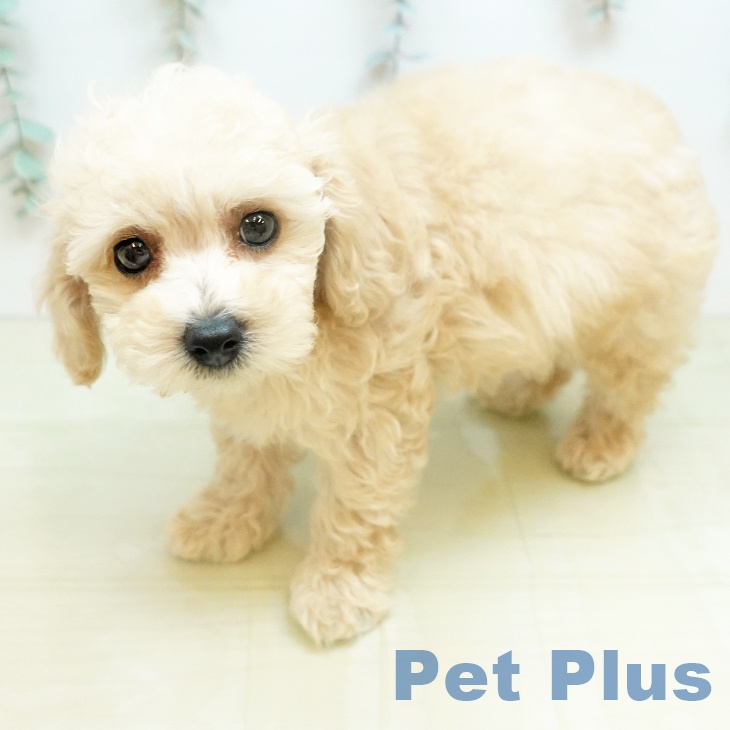 徳島県のトイプードル(トイ) (ペットプラス 徳島店/2026年2月19日生まれ/男の子/クリーム)の子犬の2枚目の画像