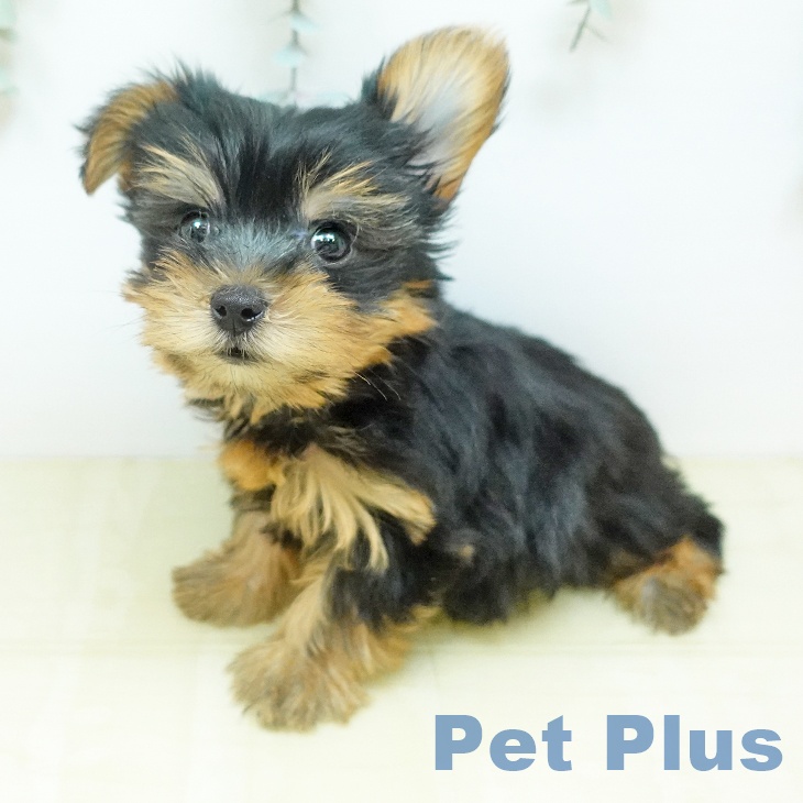 ヨークシャー・テリア