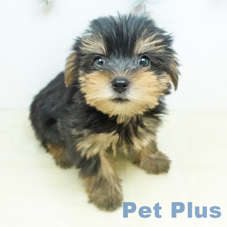 茨城県のヨークシャーテリア (ペットプラス つくば店/2026年2月19日生まれ/女の子/スチールブルータン)の子犬