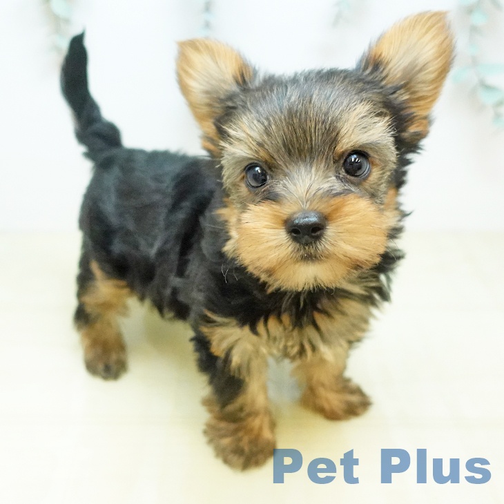 ヨークシャー・テリアの写真2