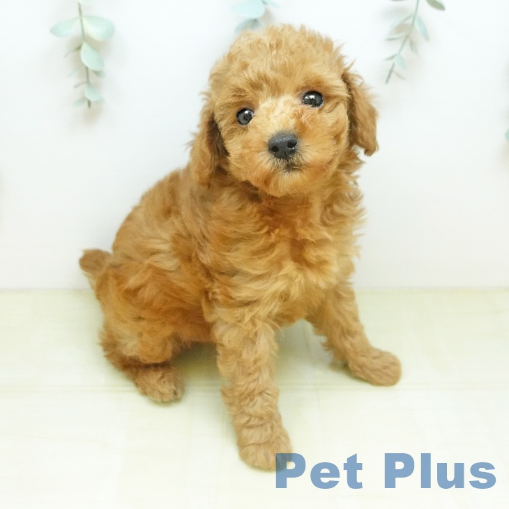 愛媛県のトイプードル(トイ) (ペットプラス 新居浜店/2026年2月20日生まれ/男の子/アプリコット)の子犬の1枚目の画像