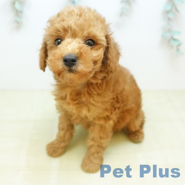愛媛県のトイプードル(トイ) (ペットプラス 新居浜店/2026年2月20日生まれ/男の子/アプリコット)の子犬の2枚目の画像