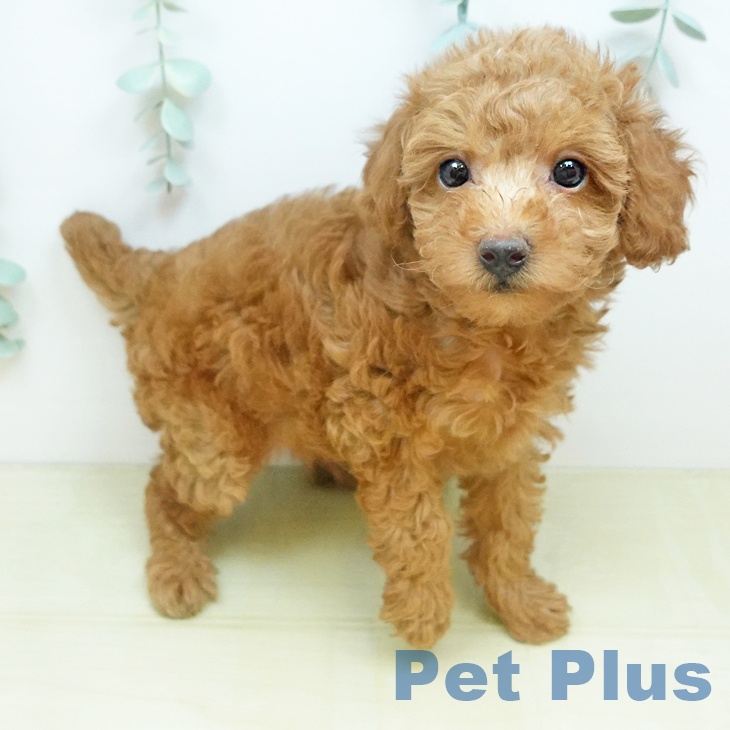 トイ・プードル