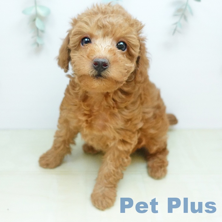 トイ・プードルの写真2