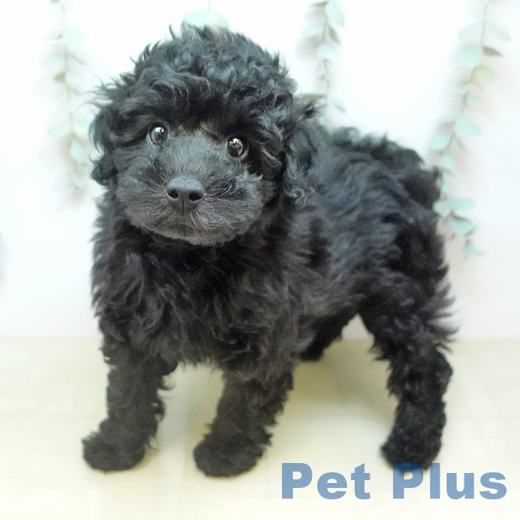 愛媛県のトイプードル(トイ) (ペットプラス 新居浜店/2026年2月24日生まれ/男の子/ブラック)の子犬の1枚目の画像