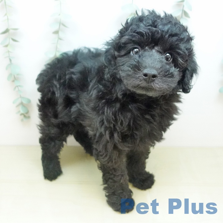 愛媛県のトイプードル(トイ) (ペットプラス 新居浜店/2026年2月24日生まれ/男の子/ブラック)の子犬の2枚目の画像