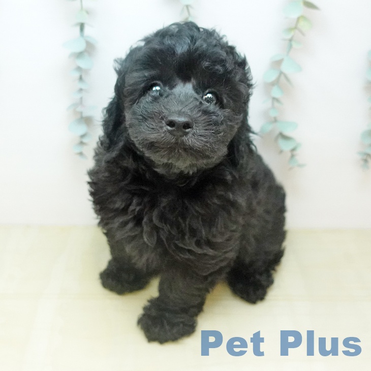 トイ・プードルの写真2