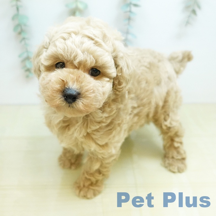 トイ・プードル