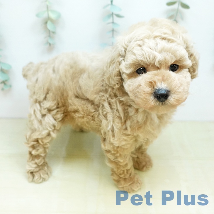 トイ・プードルの写真2