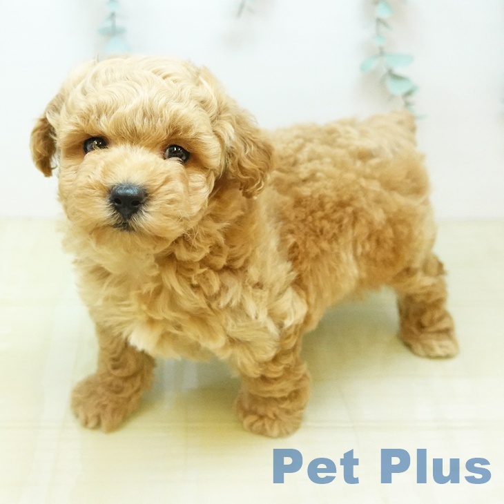 トイ・プードル