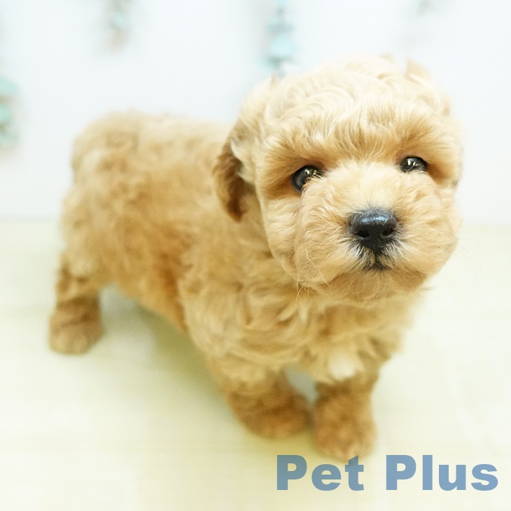 トイ・プードルの写真2