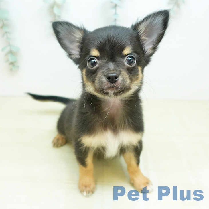 徳島県のチワワ(ロング) (ペットプラス 徳島店/2026年2月21日生まれ/男の子/ブラックホワイトタン)の子犬