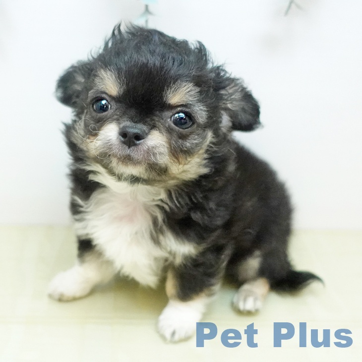 香川県のチワワ(ロング) (ペットプラス 綾川店/2026年2月23日生まれ/男の子/ブラッククリーム)の子犬