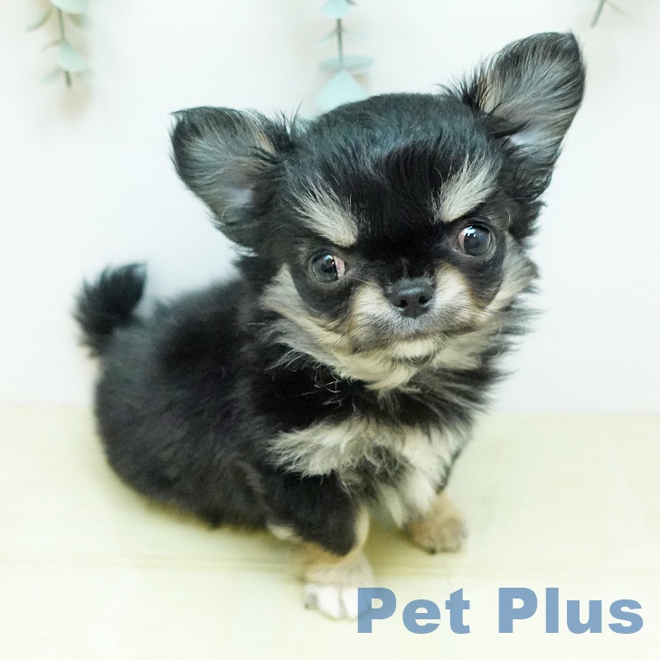 愛媛県のチワワ(ロング) (ペットプラス 新居浜店/2026年2月23日生まれ/女の子/ブラッククリーム)の子犬の1枚目の画像