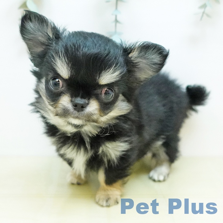 愛媛県のチワワ(ロング) (ペットプラス 新居浜店/2026年2月23日生まれ/女の子/ブラッククリーム)の子犬の2枚目の画像