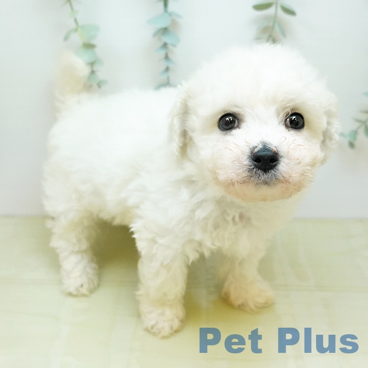 岡山県のビションフリーゼ (ペッツワン 岡山南店/2026年2月24日生まれ/男の子/ホワイト)の子犬