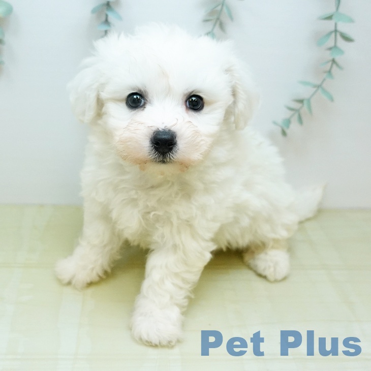 鳥取県のビションフリーゼ (ペッツワン 日吉津店/2026年2月24日生まれ/女の子/ホワイト)の子犬の1枚目の画像