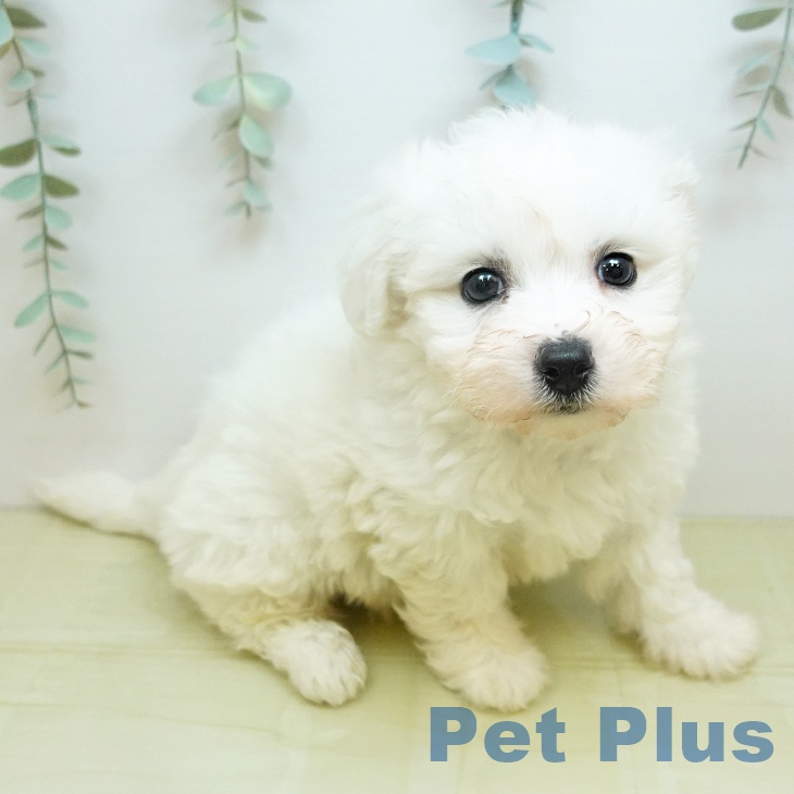 鳥取県のビションフリーゼ (ペッツワン 日吉津店/2026年2月24日生まれ/女の子/ホワイト)の子犬の2枚目の画像