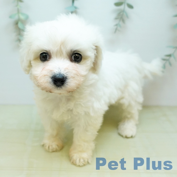 ビション・フリーゼ