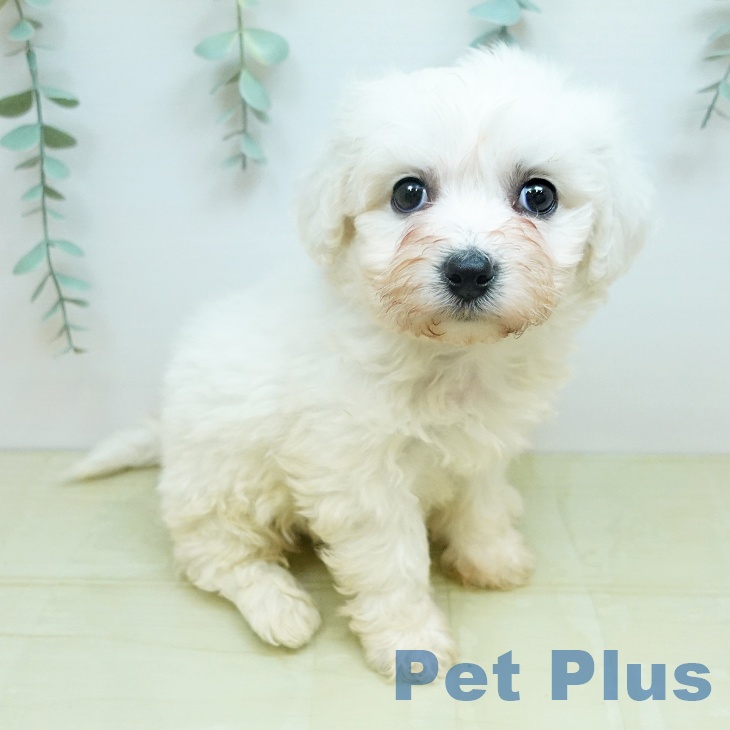 ビション・フリーゼの写真2