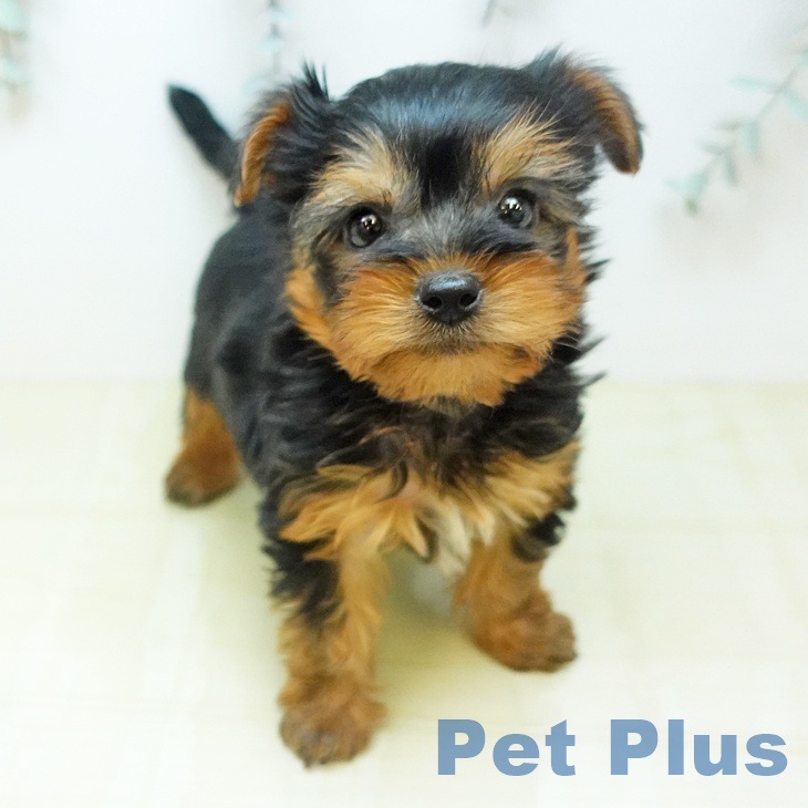 ヨークシャー・テリア