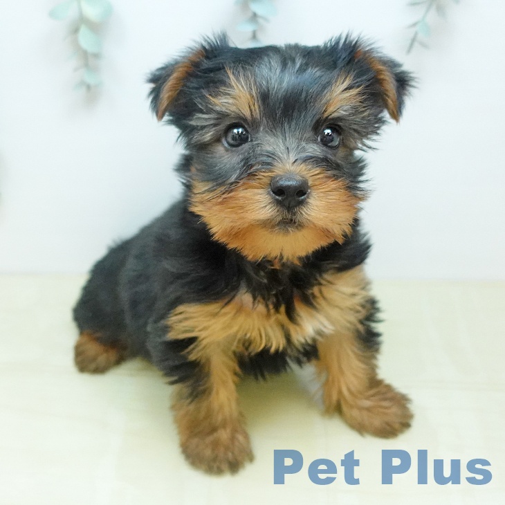 愛媛県のヨークシャーテリア (ペットプラス 新居浜店/2026年2月24日生まれ/女の子/スチールブルータン)の子犬の1枚目の画像