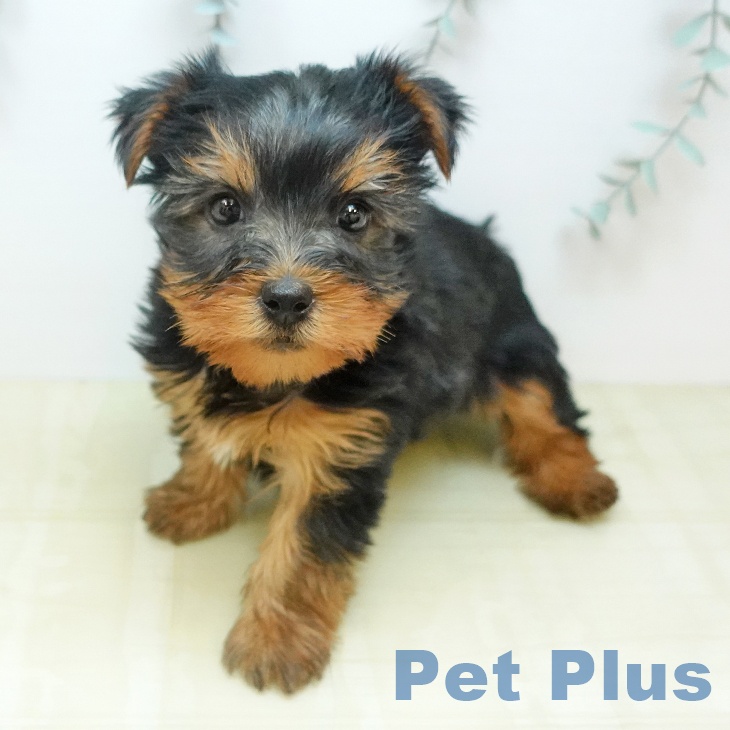 愛媛県のヨークシャーテリア (ペットプラス 新居浜店/2026年2月24日生まれ/女の子/スチールブルータン)の子犬の2枚目の画像