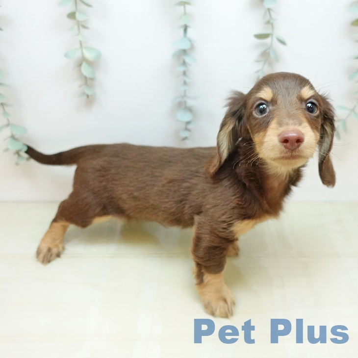 カニーンヘン・ダックスフンド