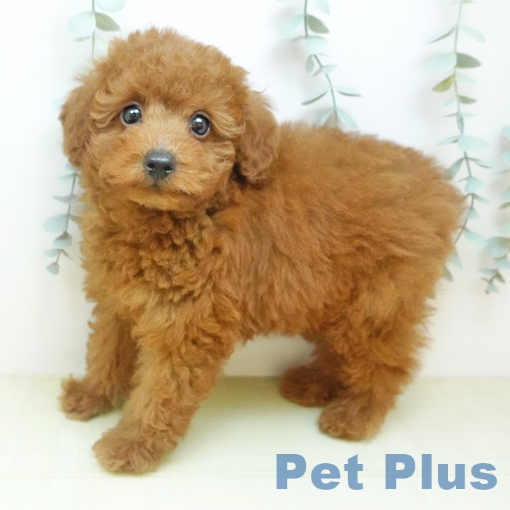 トイ・プードルの写真2